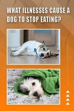 What Illnesses Cause A Dog To Stop Eating
