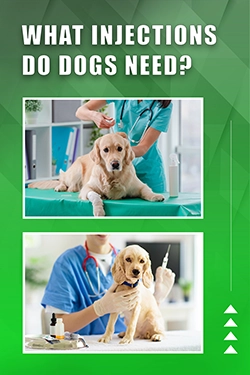 What Injections Do Dogs Need