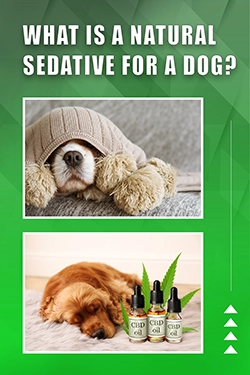 What Is A Natural Sedative For A Dog