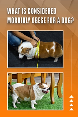 What Is Considered Morbidly Obese For A Dog