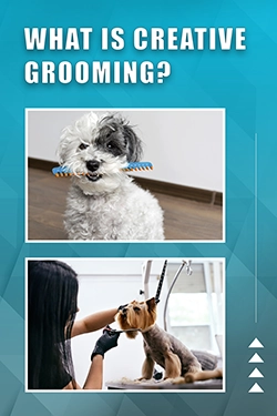 What Is Creative Grooming