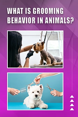 What Is Grooming Behavior In Animals