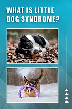 What Is Little Dog Syndrome