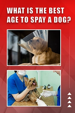 What Is The Best Age To Spay A Dog