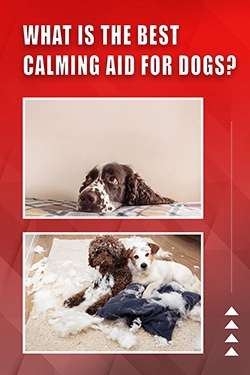 What Is The Best Calming Aid For Dogs