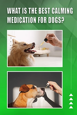 What Is The Best Calming Medication For Dogs