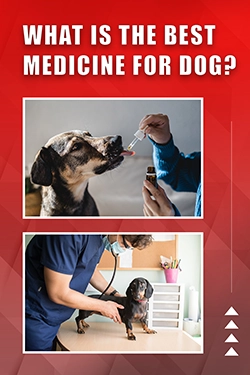 What Is The Best Medicine For Dog