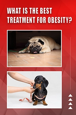 What Is The Best Treatment For Obesity