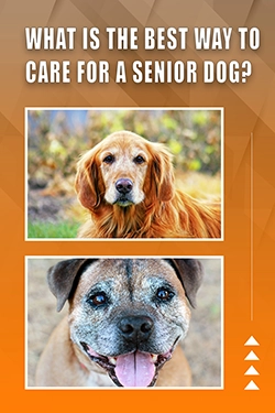 What Is The Best Way To Care For A Senior Dog