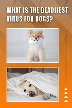 What Is The Deadliest Virus For Dogs
