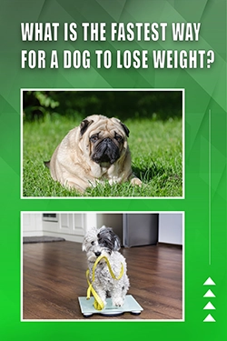 What Is The Fastest Way For A Dog To Lose Weight