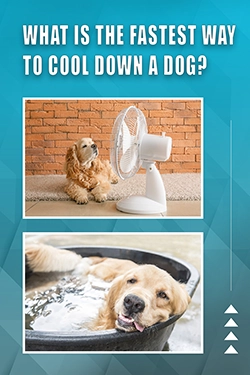 What Is The Fastest Way To Cool Down A Dog