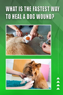 What Is The Fastest Way To Heal A Dog Wound