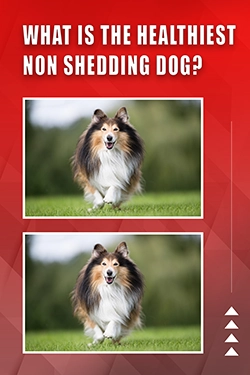 What Is The Healthiest Non Shedding Dog