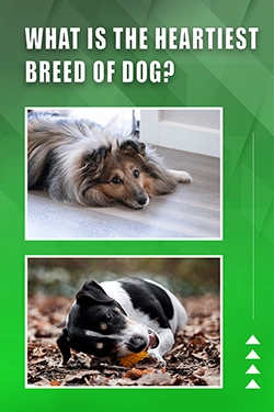 What Is The Heartiest Breed Of Dog