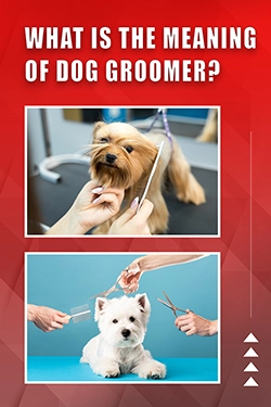 What Is The Meaning Of Dog Groomer