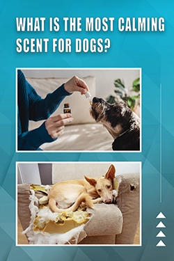 What Is The Most Calming Scent For Dogs