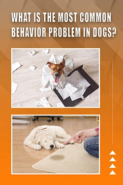 What Is The Most Common Behavior Problem In Dogs