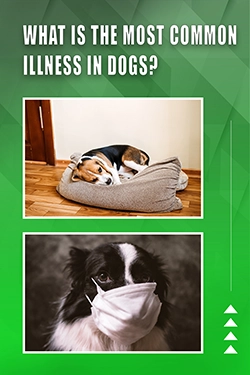 What Is The Most Common Illness In Dogs
