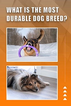 What Is The Most Durable Dog Breed