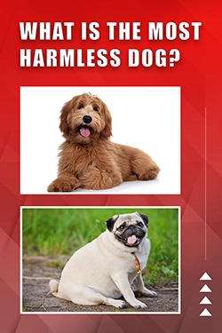 What Is The Most Harmless Dog
