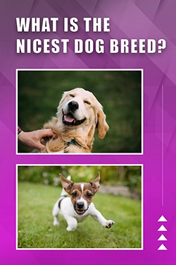 What Is The Nicest Dog Breed