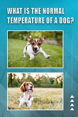 What Is The Normal Temperature Of A Dog