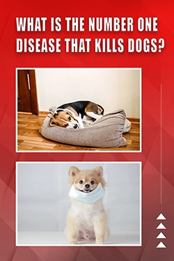 What Is The Number One Disease That Kills Dogs
