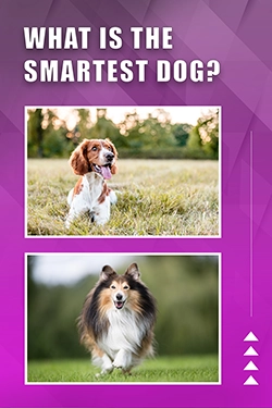 What Is The Smartest Dog