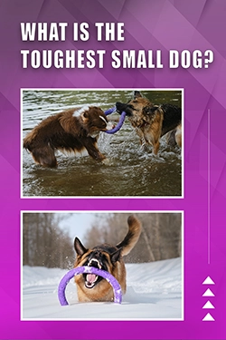 What Is The Toughest Small Dog