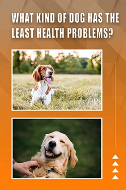 What Kind Of Dog Has The Least Health Problems