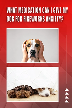 What Medication Can I Give My Dog For Fireworks Anxiety