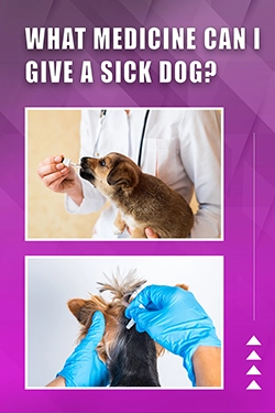 What Medicine Can I Give A Sick Dog