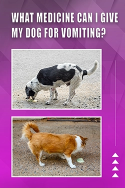 What Medicine Can I Give My Dog For Vomiting