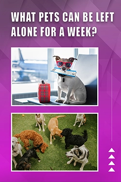 What Pets Can Be Left Alone For A Week