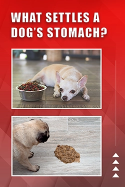 What Settles A Dog's Stomach