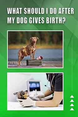 What Should I Do After My Dog Gives Birth