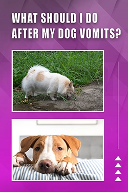 What Should I Do After My Dog Vomits