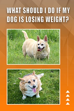 What Should I Do If My Dog Is Losing Weight
