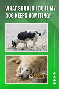 What Should I Do If My Dog Keeps Vomiting