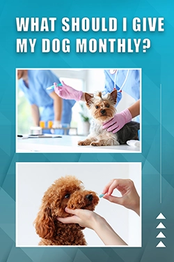 What Should I Give My Dog Monthly