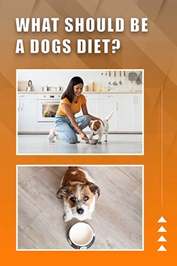 What Should Be A Dogs Diet