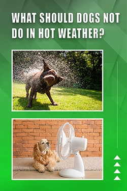 What Should Dogs Not Do In Hot Weather