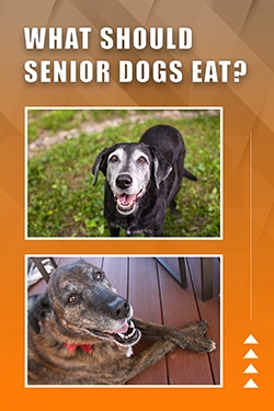 What Should Senior Dogs Eat