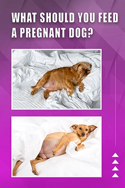 What Should You Feed A Pregnant Dog