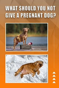 What Should You Not Give A Pregnant Dog