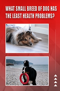 What Small Breed Of Dog Has The Least Health Problems