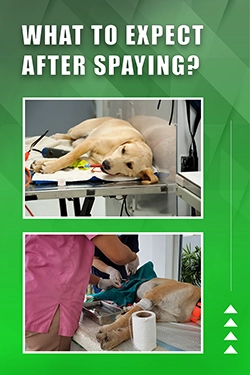 What To Expect After Spaying
