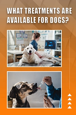What Treatments Are Available For Dogs