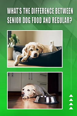 What's The Difference Between Senior Dog Food And Regular